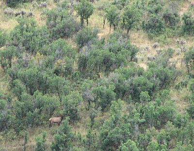 Hamilton land from the air, with elk visible